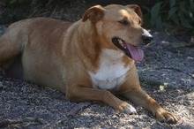 FELLA, Hund, Labrador-Mix in Portugal - Bild 5
