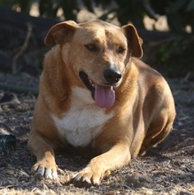 FELLA, Hund, Labrador-Mix in Portugal - Bild 6