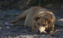FELLA, Hund, Labrador-Mix in Portugal - Bild 7