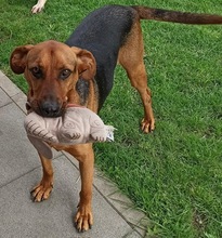 LEO, Hund, Mischlingshund in Marsberg