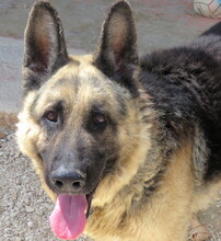 REX5, Hund, Deutscher Schäferhund in Zypern - Bild 1