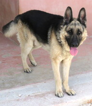 REX5, Hund, Deutscher Schäferhund in Zypern - Bild 2