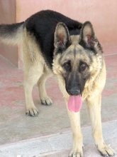 REX5, Hund, Deutscher Schäferhund in Zypern - Bild 3