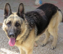 REX5, Hund, Deutscher Schäferhund in Zypern - Bild 4