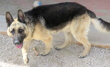 REX5, Hund, Deutscher Schäferhund in Zypern - Bild 5