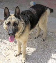 REX5, Hund, Deutscher Schäferhund in Zypern - Bild 6