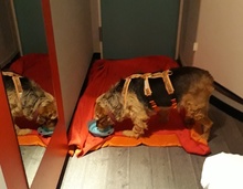 MILVA, Hund, Mischlingshund in Wegberg - Bild 10