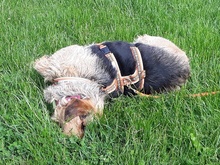 MILVA, Hund, Mischlingshund in Wegberg - Bild 3