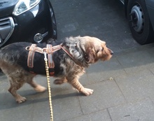 MILVA, Hund, Mischlingshund in Wegberg - Bild 4