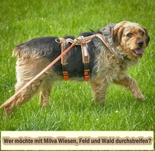 MILVA, Hund, Mischlingshund in Wegberg - Bild 6