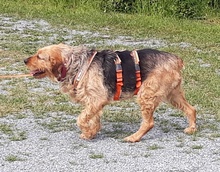 MILVA, Hund, Mischlingshund in Wegberg - Bild 9