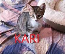 KARI, Katze, Europäisch Kurzhaar in Bulgarien - Bild 1