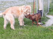 ORNELLA, Hund, Segugio Maremmano in Hof - Bild 16