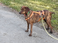 ORNELLA, Hund, Segugio Maremmano in Hof - Bild 6