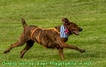 ORNELLA, Hund, Segugio Maremmano in Hof - Bild 7