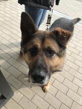 BARI, Hund, Deutscher Schäferhund in Hanau-Kesselstadt - Bild 4