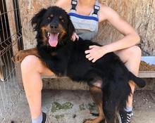 LOCKSLEY, Hund, Mischlingshund in Rumänien - Bild 1