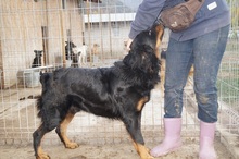 LOCKSLEY, Hund, Mischlingshund in Rumänien - Bild 2