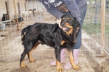 LOCKSLEY, Hund, Mischlingshund in Rumänien - Bild 3