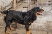 LOCKSLEY, Hund, Mischlingshund in Rumänien - Bild 4