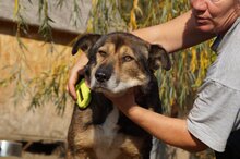 CHAZZ, Hund, Mischlingshund in Rumänien - Bild 3