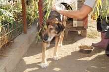 CHAZZ, Hund, Mischlingshund in Rumänien - Bild 4