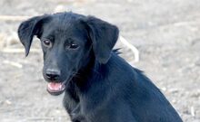 ZOEY, Hund, Mischlingshund in Griechenland - Bild 1