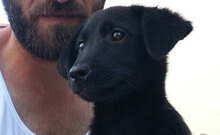 ZOEY, Hund, Mischlingshund in Griechenland - Bild 5