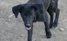 ZOEY, Hund, Mischlingshund in Griechenland - Bild 6