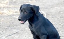 ZOEY, Hund, Mischlingshund in Griechenland - Bild 7