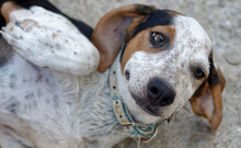 BUDDY, Hund, Mischlingshund in Griechenland - Bild 1