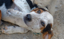 BUDDY, Hund, Mischlingshund in Griechenland - Bild 3