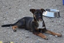 FLURRY, Hund, Mischlingshund in Rumänien - Bild 1