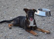 FLURRY, Hund, Mischlingshund in Rumänien - Bild 2