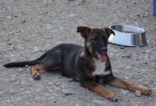 FLURRY, Hund, Mischlingshund in Rumänien - Bild 3