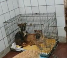 FLURRY, Hund, Mischlingshund in Rumänien - Bild 4