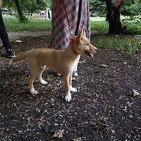 UTI, Hund, Mischlingshund in Bulgarien - Bild 4