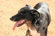 SYDNEY, Hund, Mischlingshund in Spanien - Bild 11
