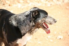 SYDNEY, Hund, Mischlingshund in Spanien - Bild 12