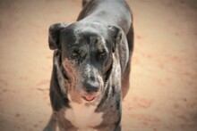 SYDNEY, Hund, Mischlingshund in Spanien - Bild 2