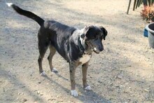 SYDNEY, Hund, Mischlingshund in Spanien - Bild 3