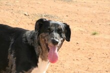 SYDNEY, Hund, Mischlingshund in Spanien - Bild 5