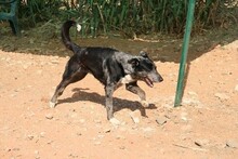 SYDNEY, Hund, Mischlingshund in Spanien - Bild 6