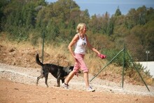SYDNEY, Hund, Mischlingshund in Spanien - Bild 7