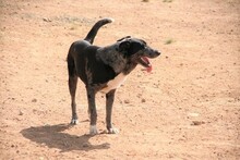 SYDNEY, Hund, Mischlingshund in Spanien - Bild 8