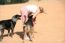 SYDNEY, Hund, Mischlingshund in Spanien - Bild 9