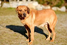 ÖSZGE, Hund, Mischlingshund in Bad Griesbach - Bild 1