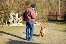 ÖSZGE, Hund, Mischlingshund in Bad Griesbach - Bild 2