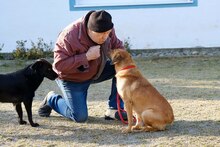 ÖSZGE, Hund, Mischlingshund in Bad Griesbach - Bild 3