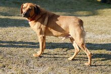 ÖSZGE, Hund, Mischlingshund in Bad Griesbach - Bild 4